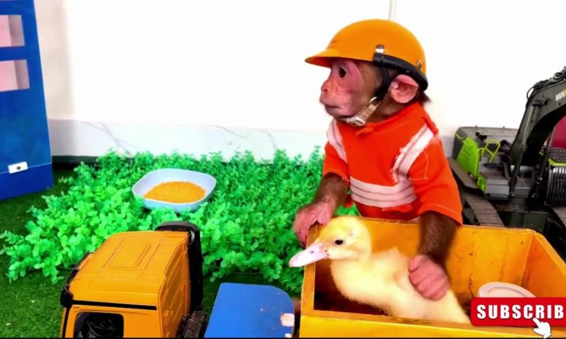 Heart-Stopping Rescue | Little Monkey Leaps to Save a Falling Duck