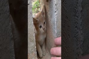 Heartless People Who Made the Kitten Aggressive | Animals in Crisis