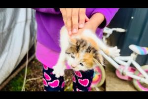 Heartwarming Rescue | Saving a Helpless Kitten By Desi kiwi Family In New Zealand