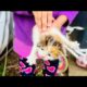 Heartwarming Rescue | Saving a Helpless Kitten By Desi kiwi Family In New Zealand