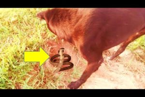 Helping God ! Dogs Look Concern After Saw What is strange , Cute Dogs