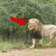 Here are 6 scary lion encounters that gonna shock you (part 2)