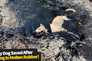 Heroic moment people rescue stray dog stuck in molten rubber | Stray dog rescued