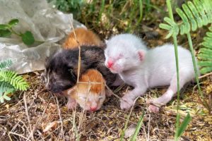 Homeless kittens crying out loud for mother cat!