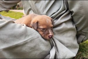 Homeless puppy needed a soft lap for sweet sleep!