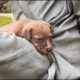 Homeless puppy needed a soft lap for sweet sleep!