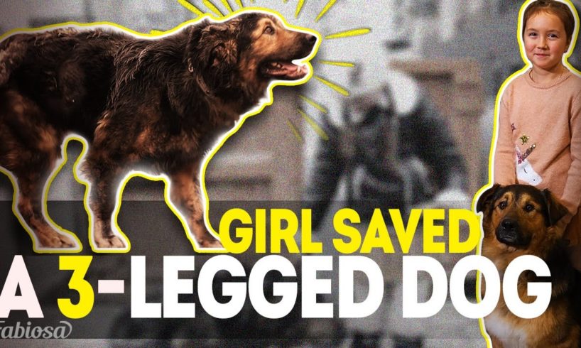 How This #stray 🐶 Dog Got A Second Chance At Life