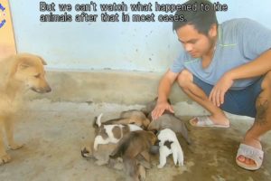 How to Discern Vietnamese Fake Animal Rescue Videos 30