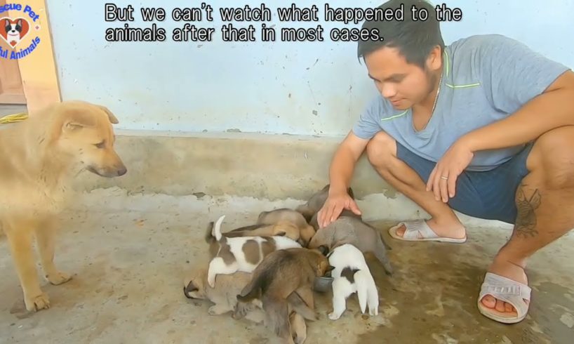 How to Discern Vietnamese Fake Animal Rescue Videos 30