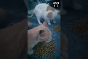 I Feeded My Little Friends On My Street! Cat Food Sound ASMR :D :D