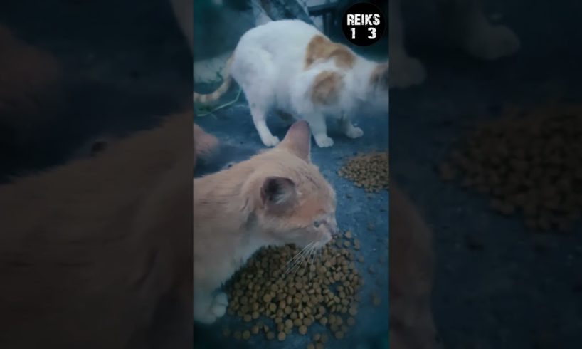 I Feeded My Little Friends On My Street! Cat Food Sound ASMR :D :D