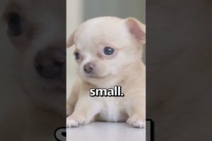 IS THIS the SMALLEST PUPPY Ever 😱 | Wholesome Moments