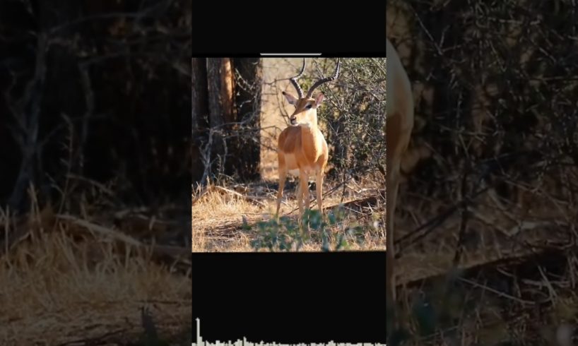 Impossible attack of lion on deer #shorts #subscribe #youtubeshorts #trending #animal #foryou #top