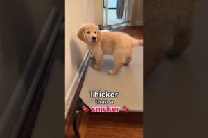 Is this Puppy Thick?