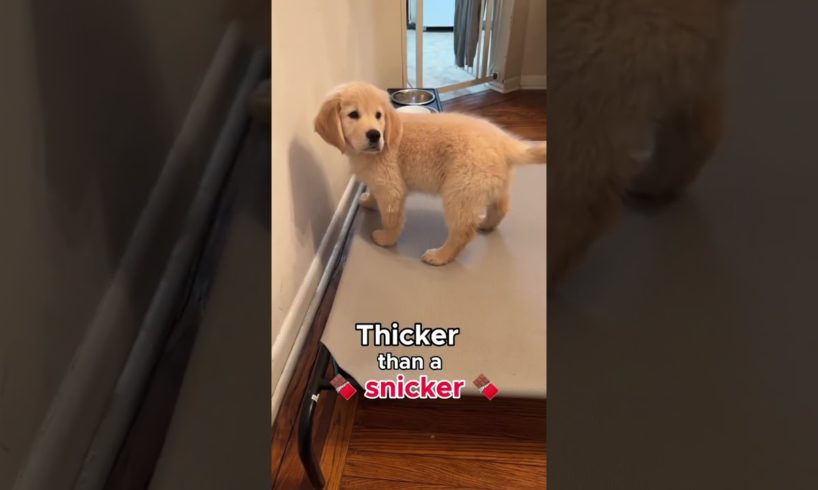 Is this Puppy Thick?