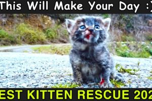 KITTY SAVED FROM DOG BEST RESCUE WILL MAKE YOUR DAY 2023