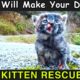 KITTY SAVED FROM DOG BEST RESCUE WILL MAKE YOUR DAY 2023