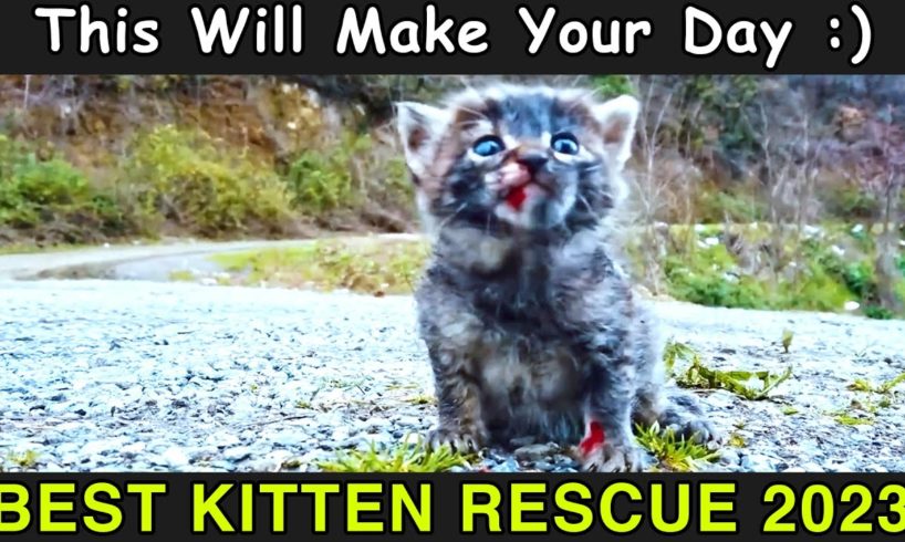 KITTY SAVED FROM DOG BEST RESCUE WILL MAKE YOUR DAY 2023