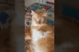 KUCING KU SAYANG 🥺 #cat #animals #kucing #catlovers #lovelypets #cat #shorts #shortvideo #petslover