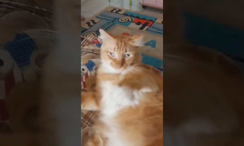 KUCING KU SAYANG 🥺 #cat #animals #kucing #catlovers #lovelypets #cat #shorts #shortvideo #petslover