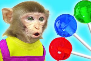 KiKi Monkey playing with 1000+ Miniature Fruits Lollipop Sweet Candy | KUDO ANIMAL KIKI