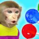 KiKi Monkey playing with 1000+ Miniature Fruits Lollipop Sweet Candy | KUDO ANIMAL KIKI