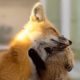 Kind fox adopts babies who lost mom