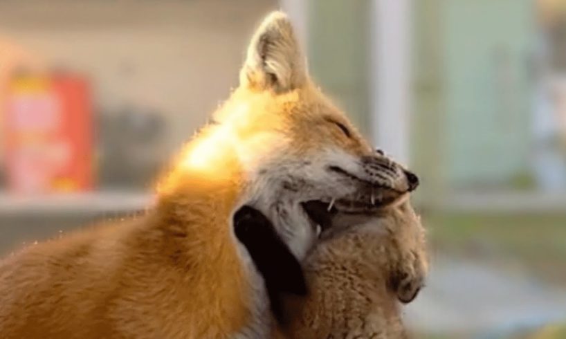 Kind fox adopts babies who lost mom