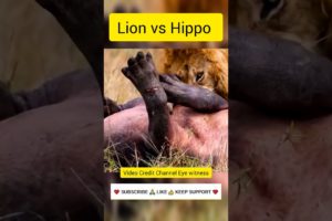 LION vs HIPPO - Animal Fight Lion vs Hippo Fight to Death