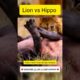 LION vs HIPPO - Animal Fight Lion vs Hippo Fight to Death