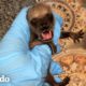 La historia de amor más dulce de un mapache | Corazones Salvajes | El Dodo