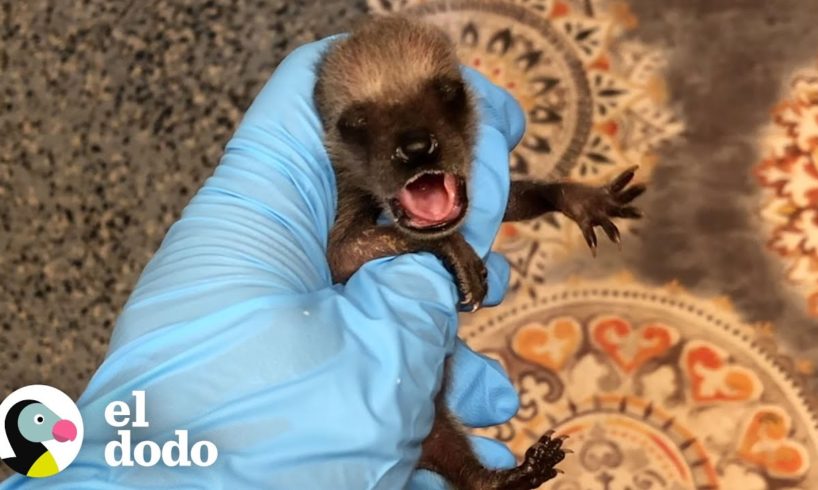 La historia de amor más dulce de un mapache | Corazones Salvajes | El Dodo