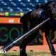 Labrador consigue el trabajo de sus ensueños como jugador de pelota profesional | El Dodo