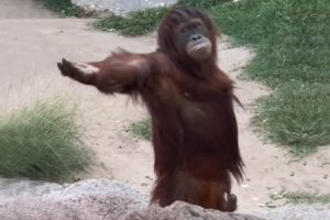 Laugh a Lot With The Funny Moments Of Monkeys 🐵  Funniest Animals Video