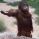 Laugh a Lot With The Funny Moments Of Monkeys 🐵  Funniest Animals Video