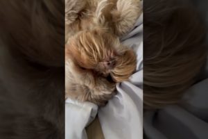 Lazy doggo | cute Shorkie puppy | fluffy dogs | boop | cutest pets | golden puppy | ShokoBen | cats