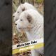 Lion Cute CUBS | Wild Animals #shorts #short #viral