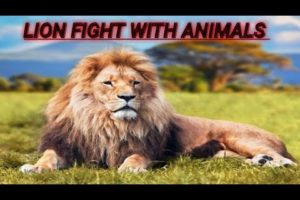 Lion Fight With Animals |