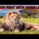 Lion Fight With Animals |