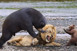Lion vs Bear | Wild Animal Fights | Drama