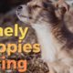 🍁 Little Puppies Feeding and Playing  -  Animal Rescue Videos