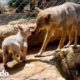 Lobo rescatado siguió llorando por su pareja ... ❤️ | Corazones Salvajes | El Dodo