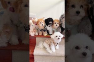 Look at those cute puppies!!!🐶Adorable family!!😄 #dogs #dogshorts #viral #viral #cockapoo #maltipoo