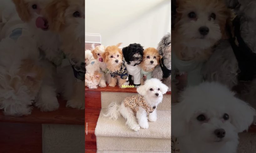 Look at those cute puppies!!!🐶Adorable family!!😄 #dogs #dogshorts #viral #viral #cockapoo #maltipoo