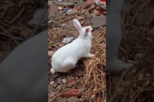 Love For Rabbit | #therabbitsofficialchannel #rabbits #animals #cute #masti #love #eating #playing