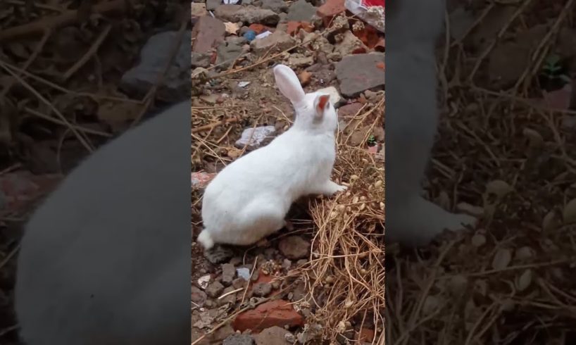 Love For Rabbit | #therabbitsofficialchannel #rabbits #animals #cute #masti #love #eating #playing