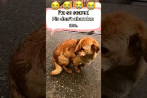 😭❤🙏👍 Love Is Gone❤🙏 | New Shorts Video SLANDER 71 #shorts #humanity #viral #emotional #sad #tiktok