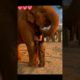 😭❤🙏👍 Love Is Gone❤🙏 | New Shorts Video SLANDER 78 #shorts #humanity #viral #emotional #sad #tiktok