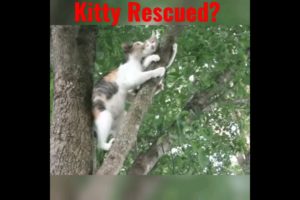 Mama kitty's  Rescue? || kitten up in tree not knowing how to come back down #youtubeshorts #mama