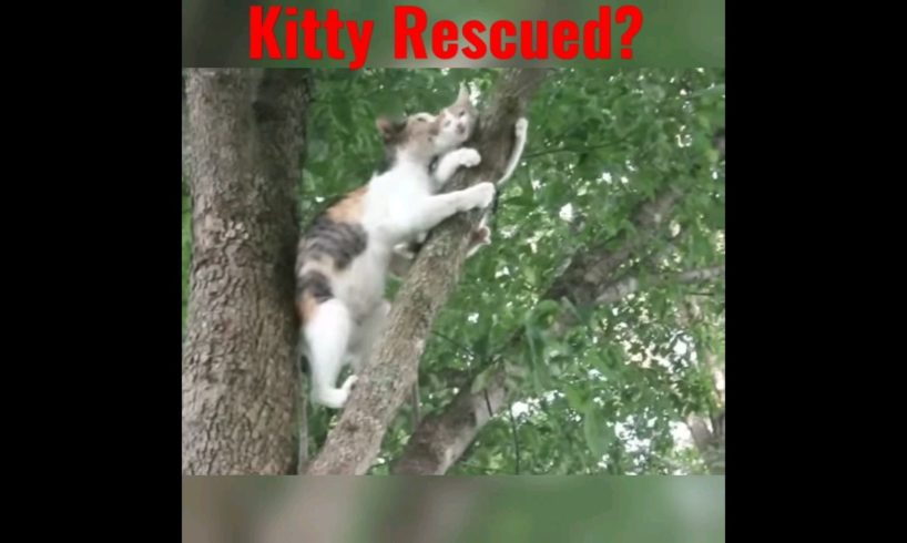 Mama kitty's  Rescue? || kitten up in tree not knowing how to come back down #youtubeshorts #mama